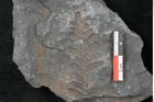 Foto (Detailansicht) von Neuropteris sp.  (NHMW-GEO-2024-0188-10689)